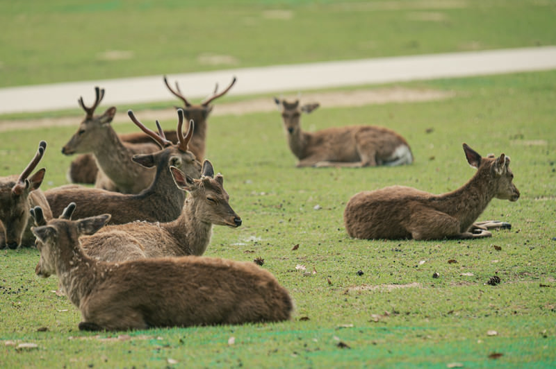 地図から探せる奈良県でペットと泊まれる宿泊施設ガイド